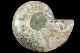 Agatized Ammonite Fossil (Half) - Madagascar #116800-1